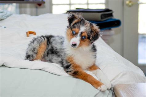 Mini aussie puppy - Mini Aussie Stages of Development. Stage. Milestones. Expected Problem Behaviors. Newborn (0-2 weeks) Eyes & ears open. Risk for infections, digestive issues. Transition (2-4 weeks) Start to develop motor skills, transitions from crawling to walking.